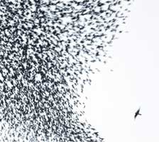 Cover-Wilco-Sky.jpg (224x200px)